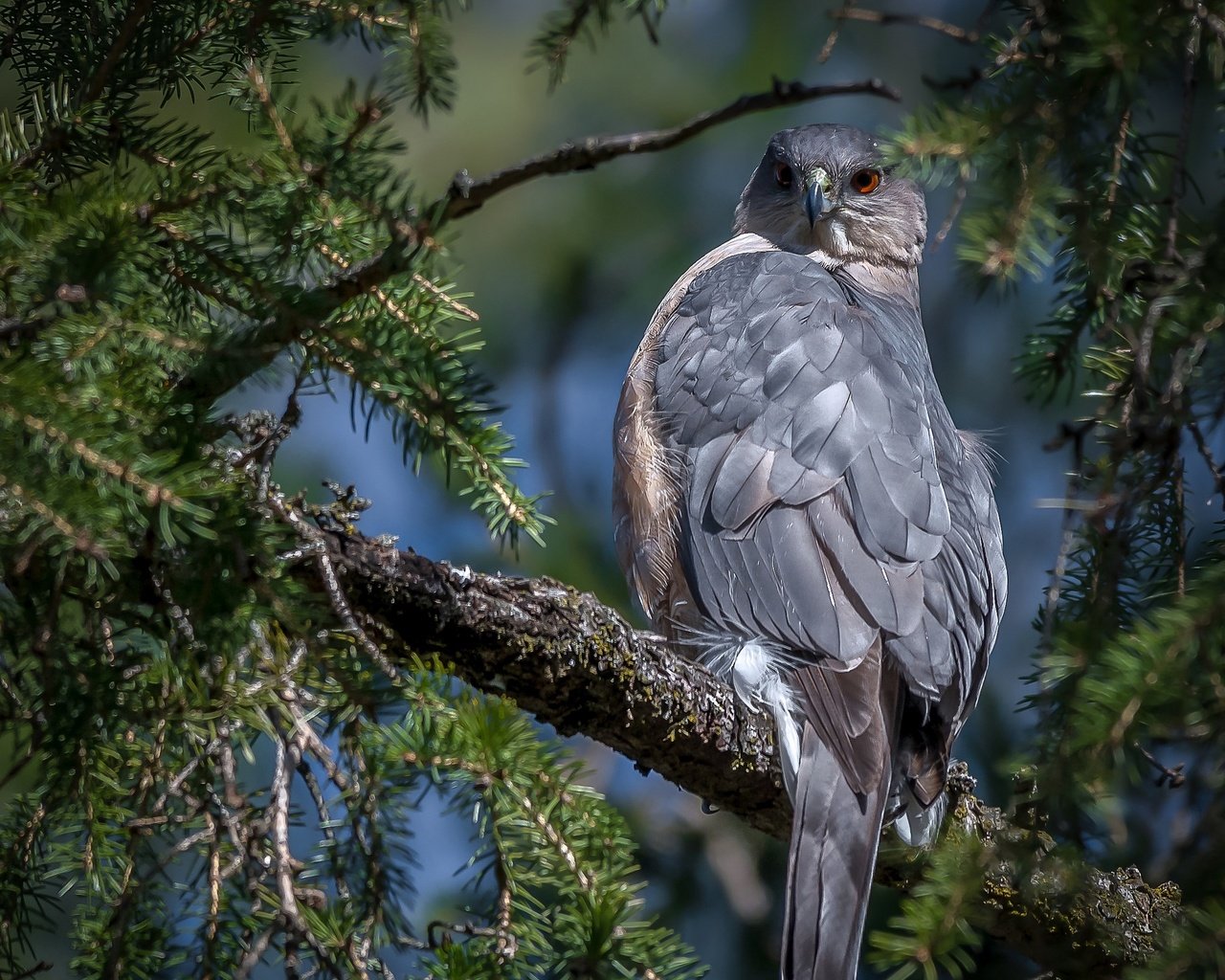 Обои хвоя, ветки, птица, клюв, перья, ястреб, ястреб купера, needles, branches, bird, beak, feathers, hawk, hawk cooper's разрешение 2048x1730 Загрузить