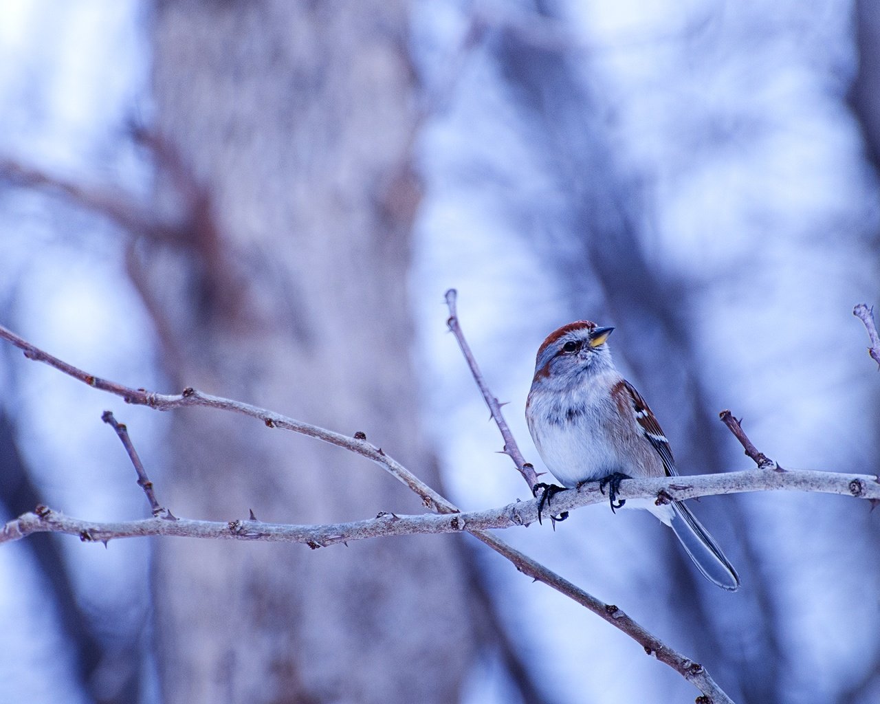 Обои ветки, птица, боке, овсянка, древесная воробьиная овсянка, branches, bird, bokeh, oatmeal, arboreal passerine bunting разрешение 2048x1356 Загрузить