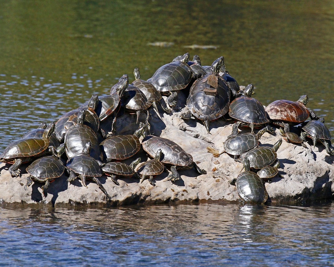 Обои вода, природа, черепаха, камень, черепахи, пресмыкающиеся, water, nature, turtle, stone, turtles, reptiles разрешение 2048x1365 Загрузить