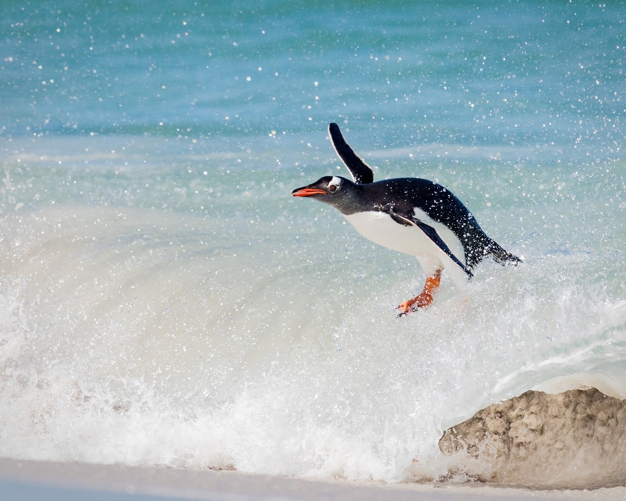 Обои волна, океан, птица, пингвин, wave, the ocean, bird, penguin разрешение 2000x1414 Загрузить