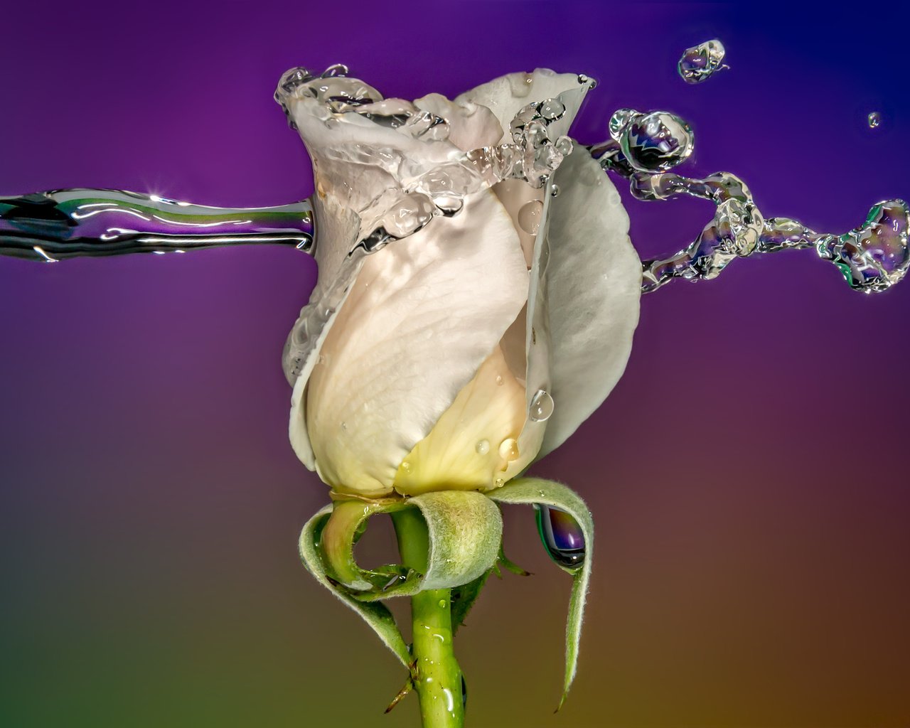 Обои вода, sophiaspurgin, фон, цветок, капли, роза, бутон, всплеск, белая, water, background, flower, drops, rose, bud, splash, white разрешение 3813x2542 Загрузить