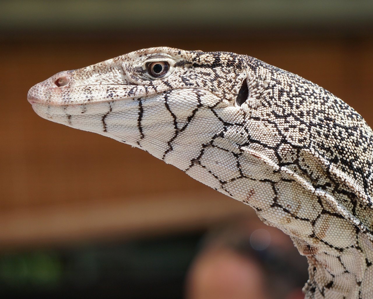 Обои взгляд, ящерица, кожа, рептилия, боке, варан, look, lizard, leather, reptile, bokeh, varan разрешение 3000x2000 Загрузить