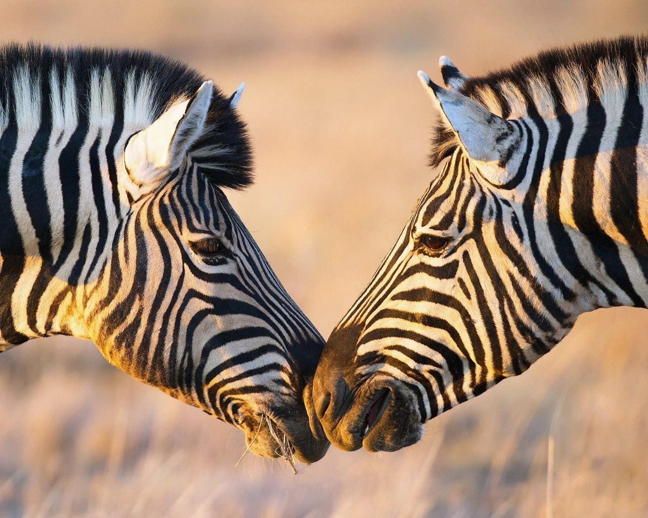 Обои зебра, животные, африка, зебры, zebra, animals, africa разрешение 1920x1200 Загрузить