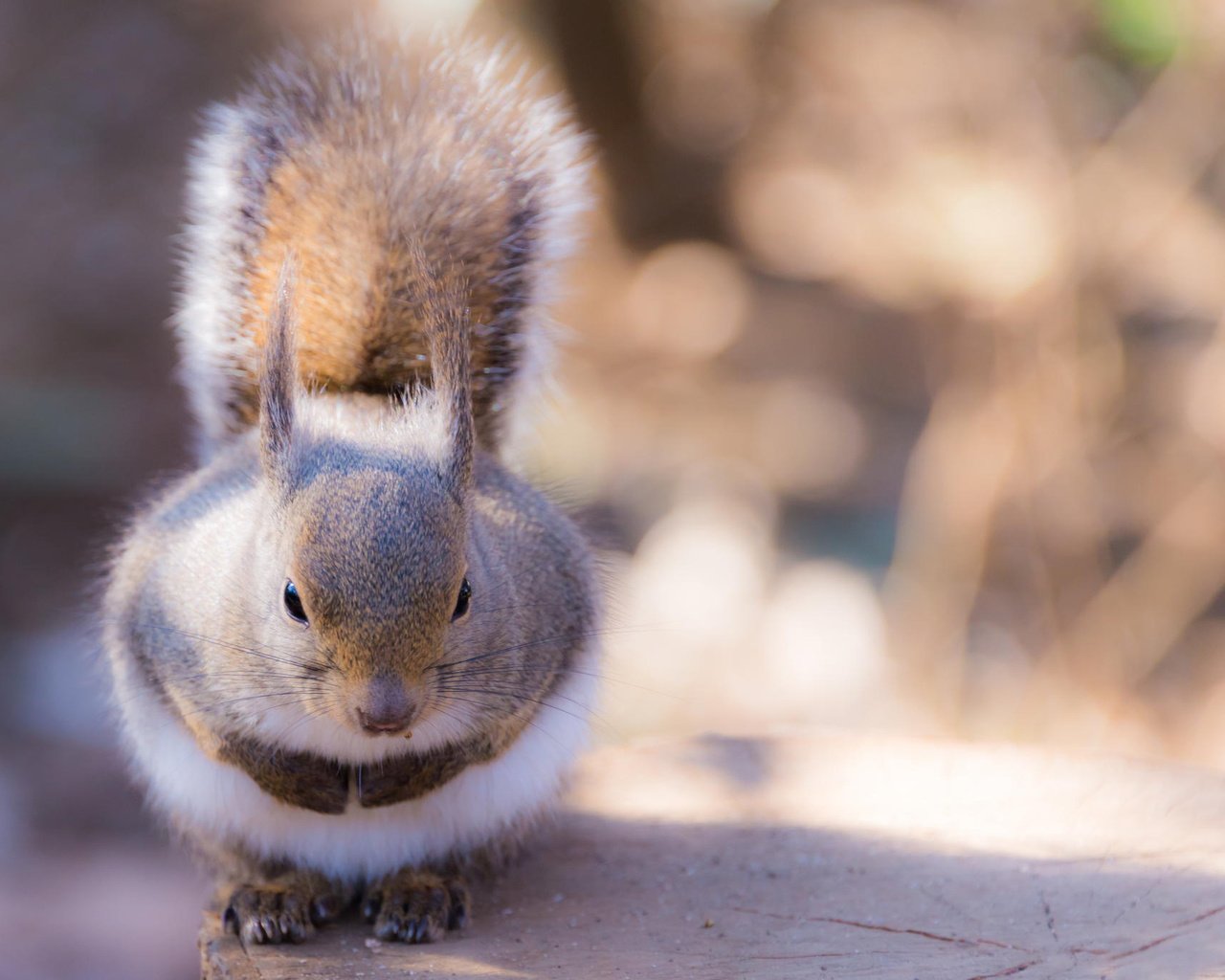 Обои животное, белка, хвост, пень, лапки, белочка, грызун, animal, protein, tail, stump, legs, squirrel, rodent разрешение 2048x1367 Загрузить