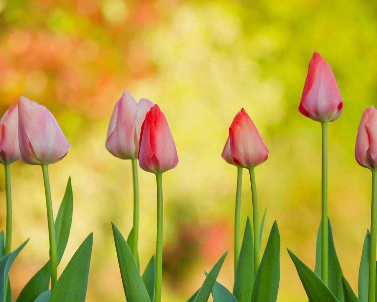 Обои цветы, бутоны, фон, тюльпаны, flowers, buds, background, tulips разрешение 2400x1331 Загрузить