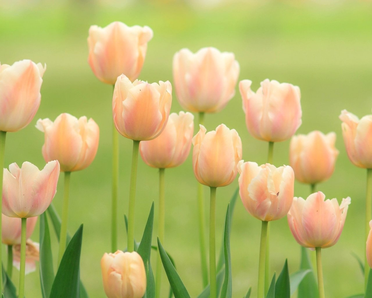 Обои цветы, бутоны, поле, весна, тюльпаны, нежность, flowers, buds, field, spring, tulips, tenderness разрешение 2048x1365 Загрузить