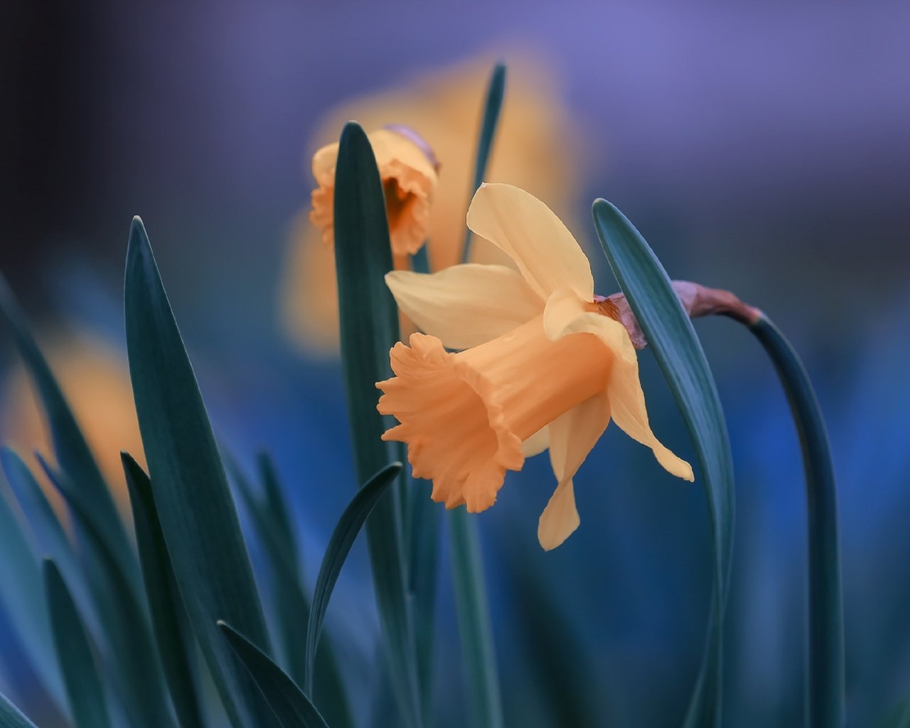 Обои цветы, листья, крупный план, нарциссы, flowers, leaves, close-up, daffodils разрешение 2560x1706 Загрузить