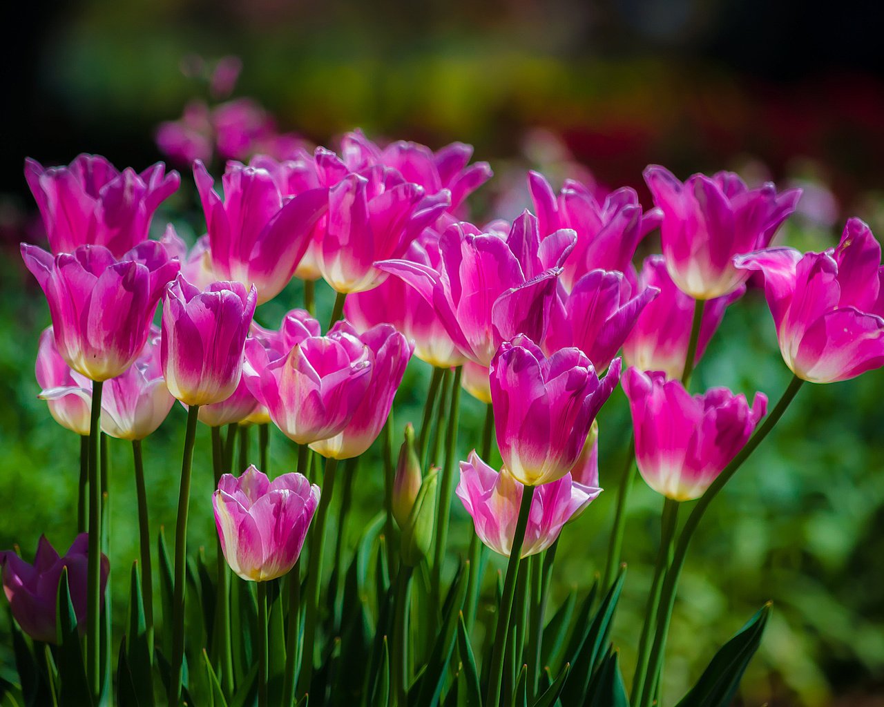 Обои цветы, весна, тюльпаны, розовые, flowers, spring, tulips, pink разрешение 2048x1356 Загрузить
