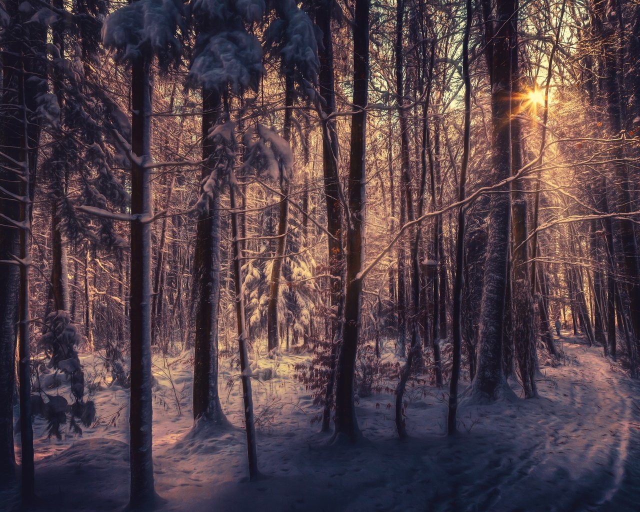 Обои деревья, снег, лес, зима, лучи солнца, trees, snow, forest, winter, the rays of the sun разрешение 2560x1600 Загрузить