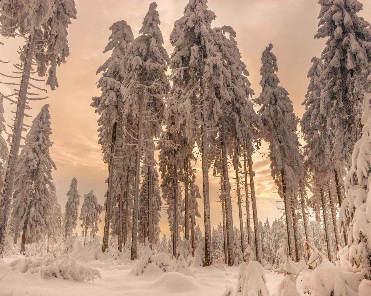 Обои деревья, снег, лес, зима, ели, trees, snow, forest, winter, ate разрешение 2048x1340 Загрузить