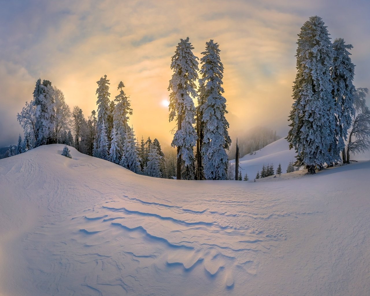 Обои деревья, снег, зима, елки, сугробы, trees, snow, winter, tree, the snow разрешение 1920x1313 Загрузить