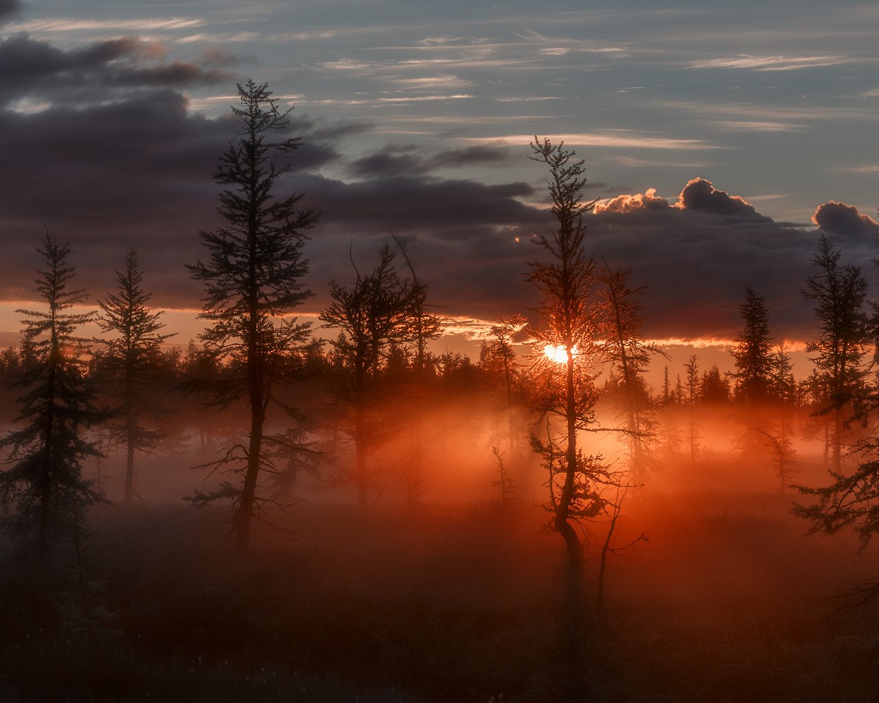 Обои деревья, восход, солнце, лучи, туман, зарево, сумрак, trees, sunrise, the sun, rays, fog, glow, twilight разрешение 1920x1280 Загрузить
