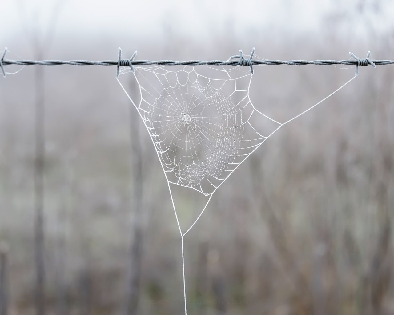 Обои природа, фон, проволока, забор, паутина, nature, background, wire, the fence, web разрешение 2048x1367 Загрузить