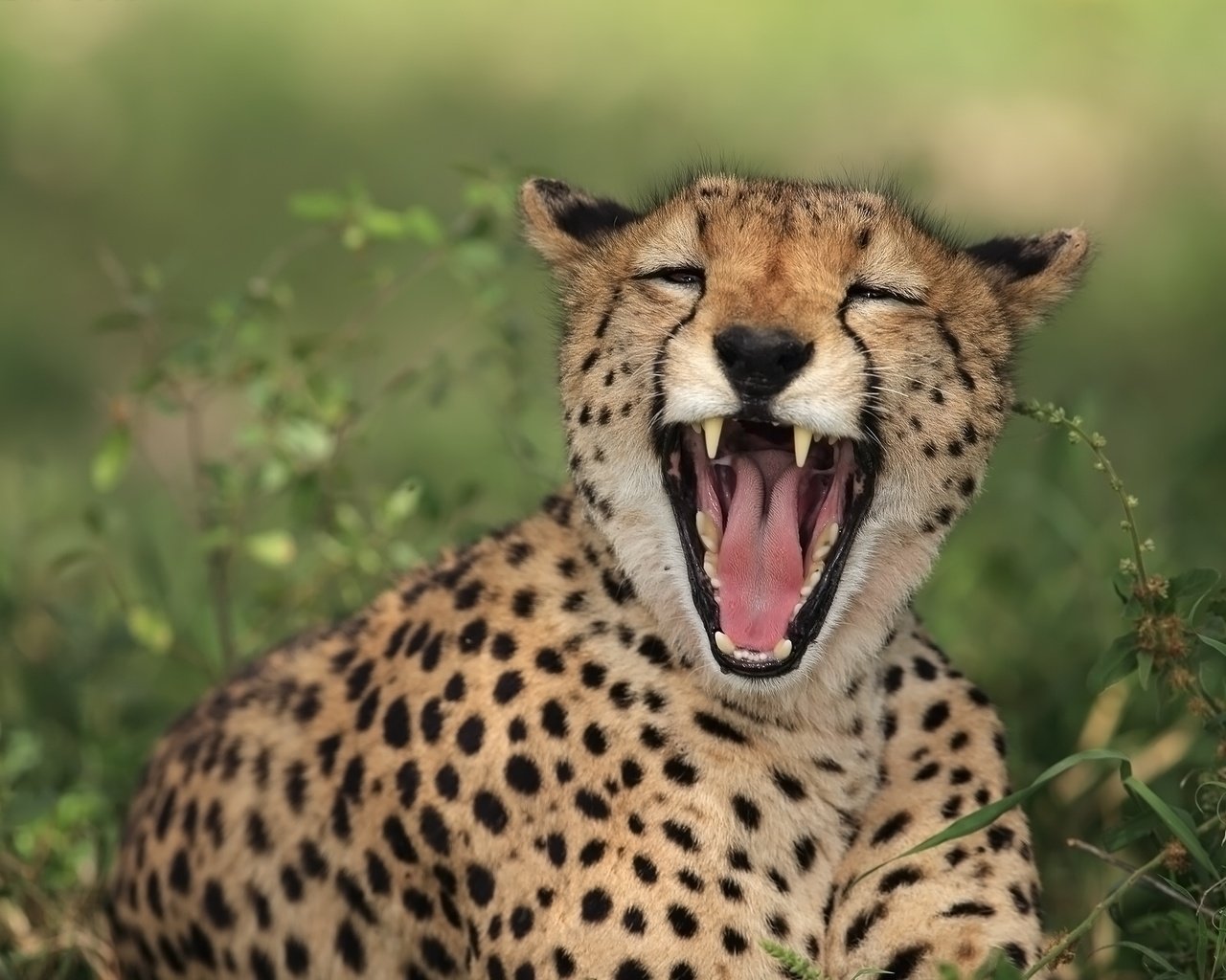 Обои кошка, пятна, хищник, зубы, пасть, гепард, cat, spot, predator, teeth, mouth, cheetah разрешение 2048x1280 Загрузить