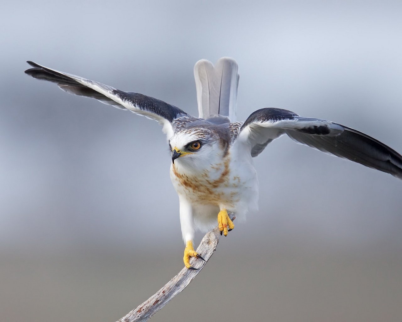 Обои крылья, птица, перья, коршун, дымчатый, хвост, белохвост, wings, bird, feathers, kite, smoky, tail, tailed eagle разрешение 1920x1210 Загрузить