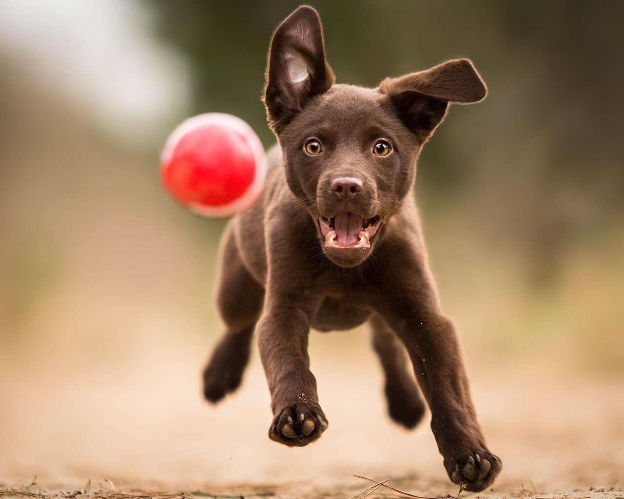 Обои лапы, лабрадор, взгляд, собака, щенок, игра, друг, мяч, бег, paws, labrador, look, dog, puppy, the game, each, the ball, running разрешение 2047x1278 Загрузить