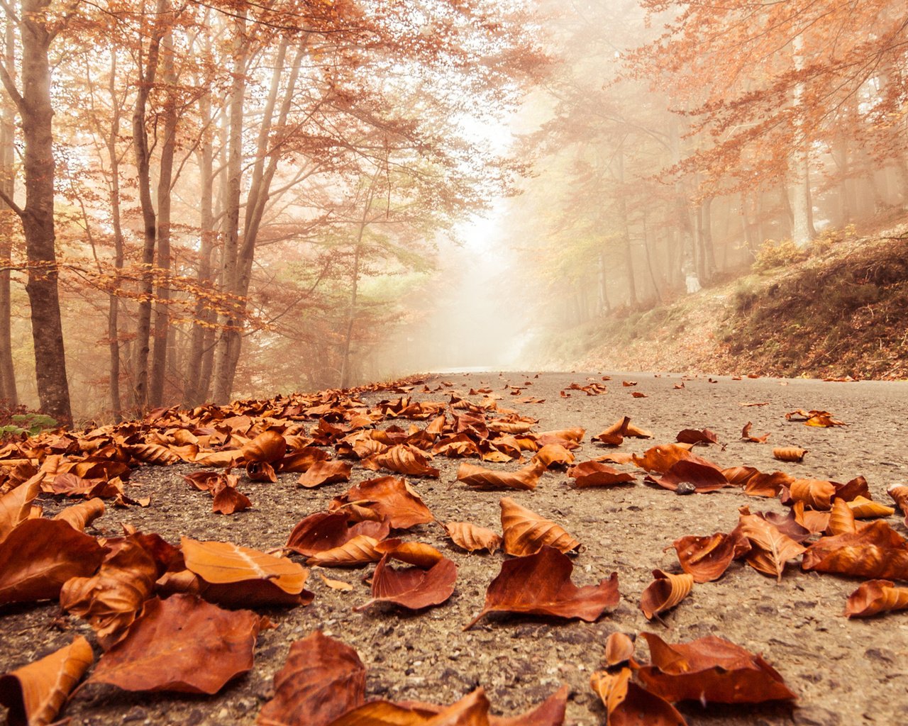 Обои деревья, листья, парк, осень, тропа, trees, leaves, park, autumn, trail разрешение 1920x1080 Загрузить