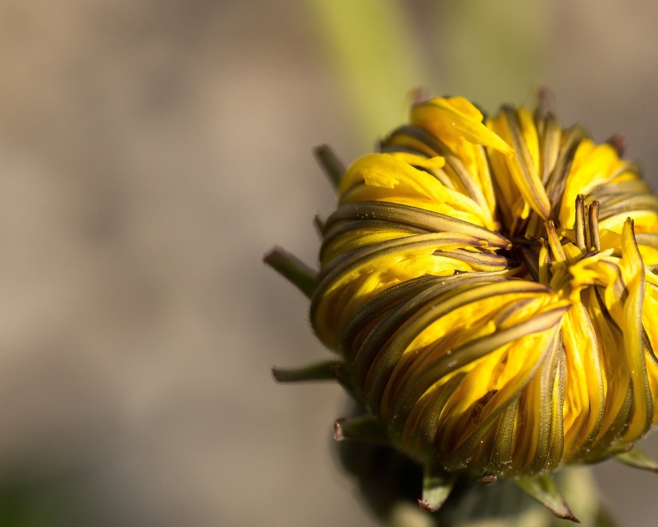 Обои макро, цветок, бутон, одуванчик, macro, flower, bud, dandelion разрешение 2560x1440 Загрузить