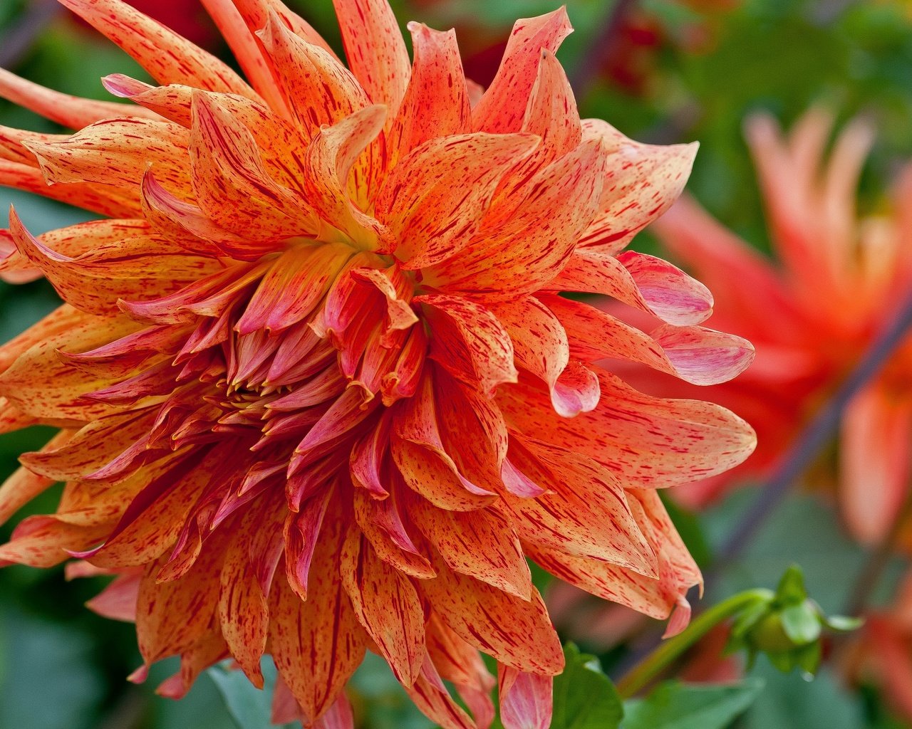 Обои макро, цветок, лепестки, оранжевый, георгин, macro, flower, petals, orange, dahlia разрешение 3747x2107 Загрузить