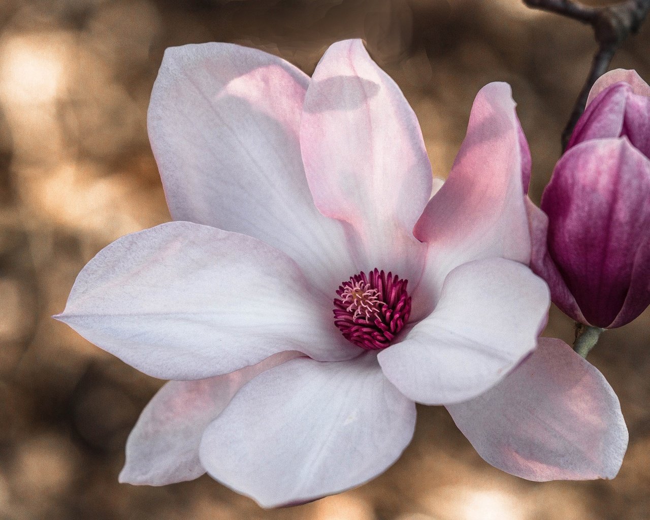 Обои цветение, макро, цветок, лепестки, весна, розовый, магнолия, flowering, macro, flower, petals, spring, pink, magnolia разрешение 2048x1327 Загрузить