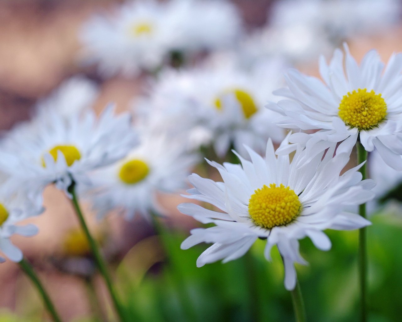 Обои макро, поле, лепестки, ромашки, macro, field, petals, chamomile разрешение 2232x1484 Загрузить