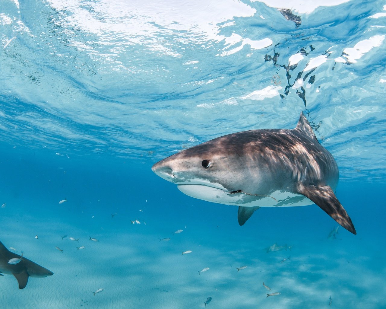 Обои море, рыбы, океан, под водой, подводный мир, акулы, sea, fish, the ocean, under water, underwater world, sharks разрешение 2560x1700 Загрузить