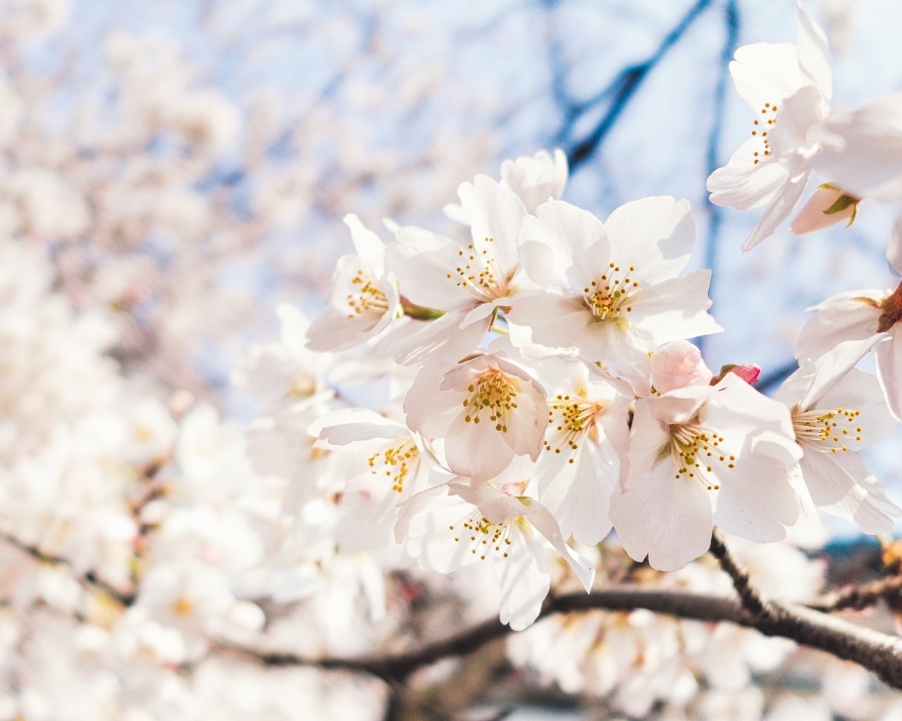 Обои небо, цветы, ветка, цветение, макро, весна, вишня, сакура, the sky, flowers, branch, flowering, macro, spring, cherry, sakura разрешение 2048x1284 Загрузить