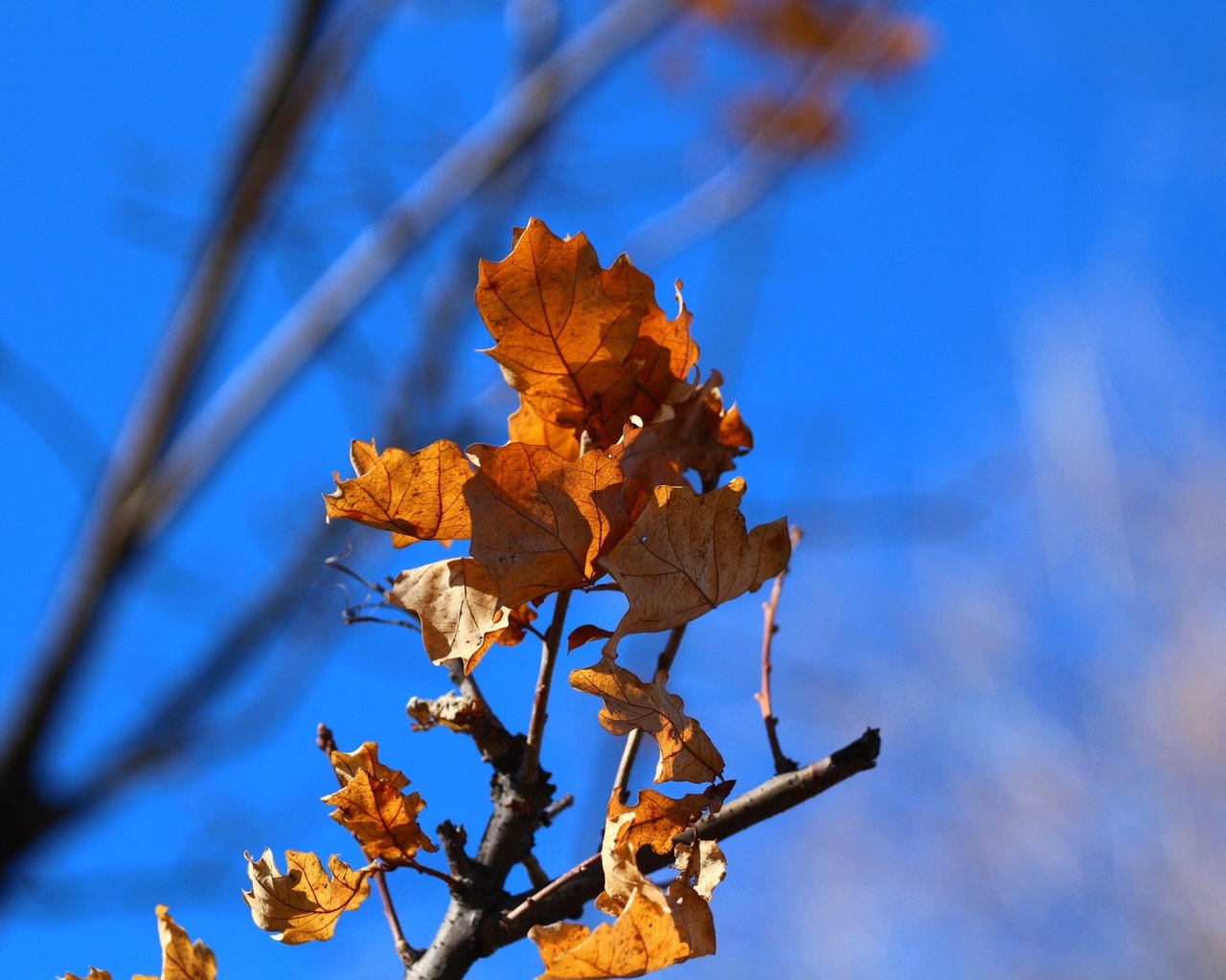 Обои небо, ветка, природа, листья, фон, осень, дуб, the sky, branch, nature, leaves, background, autumn, oak разрешение 1920x1280 Загрузить