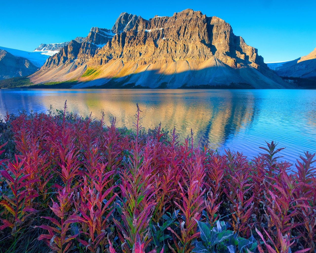 Обои цветы, озеро, горы, канада, альберта, национальный парк банф, flowers, lake, mountains, canada, albert, banff national park разрешение 3000x2000 Загрузить