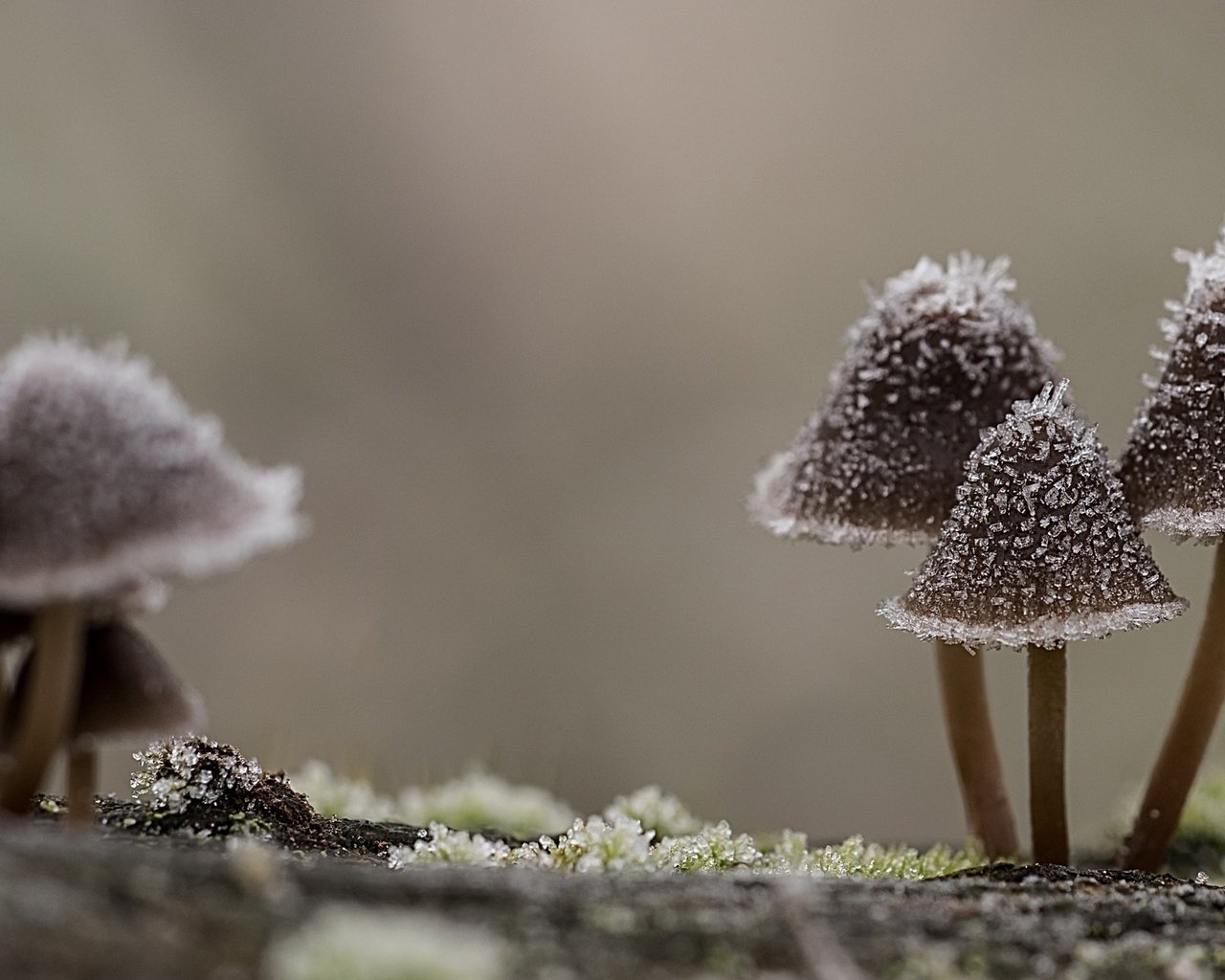 Обои природа, макро, иней, грибы, шляпки, nature, macro, frost, mushrooms, hats разрешение 2560x1440 Загрузить