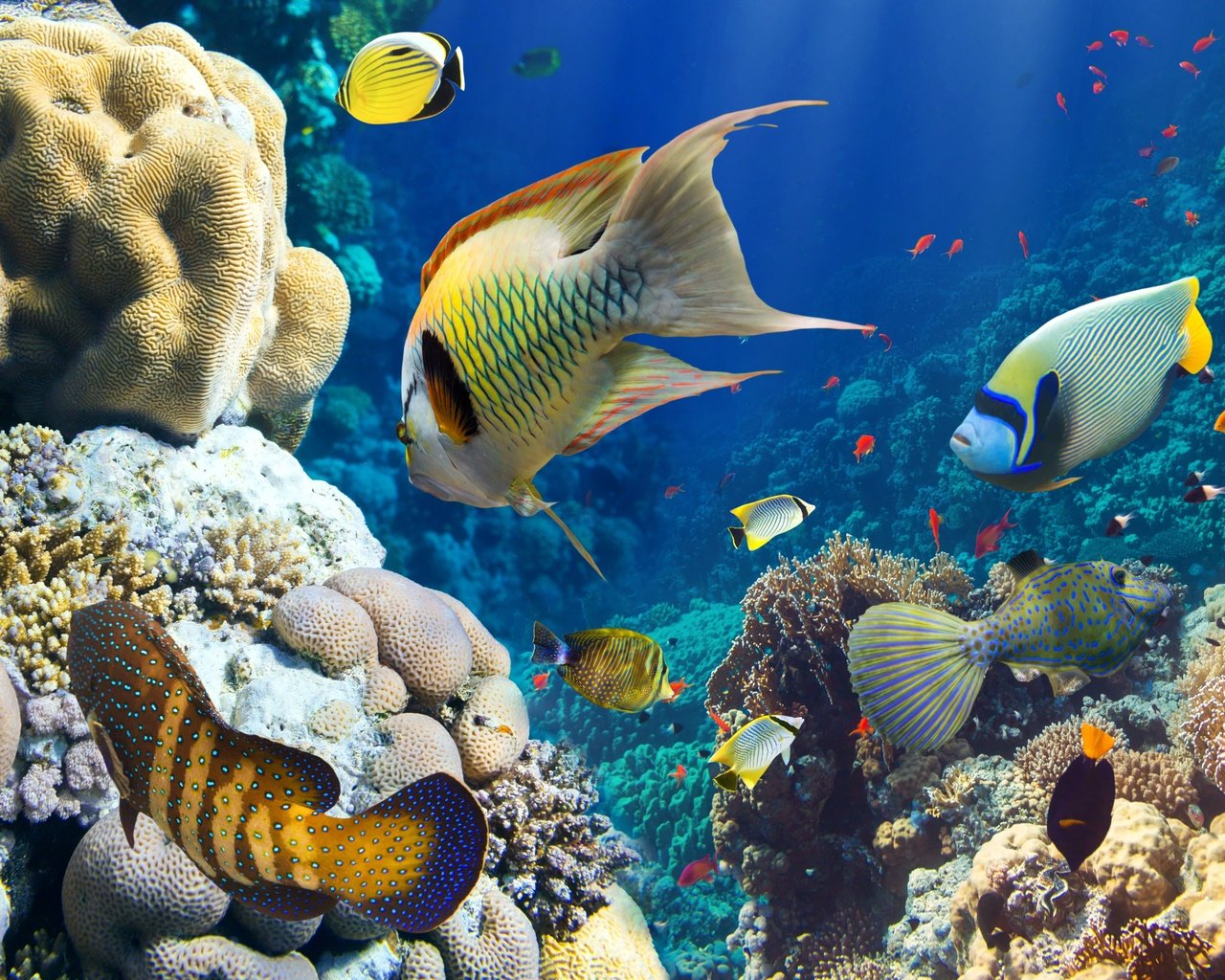 Обои рыбы, океан, кораллы, риф, подводный мир, fish, the ocean, corals, reef, underwater world разрешение 3600x2800 Загрузить