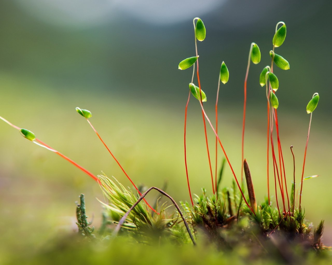 Обои природа, фон, мох, стебли, растение, росток, мох.растение, nature, background, moss, stems, plant, rostock, moss.plant разрешение 1920x1200 Загрузить