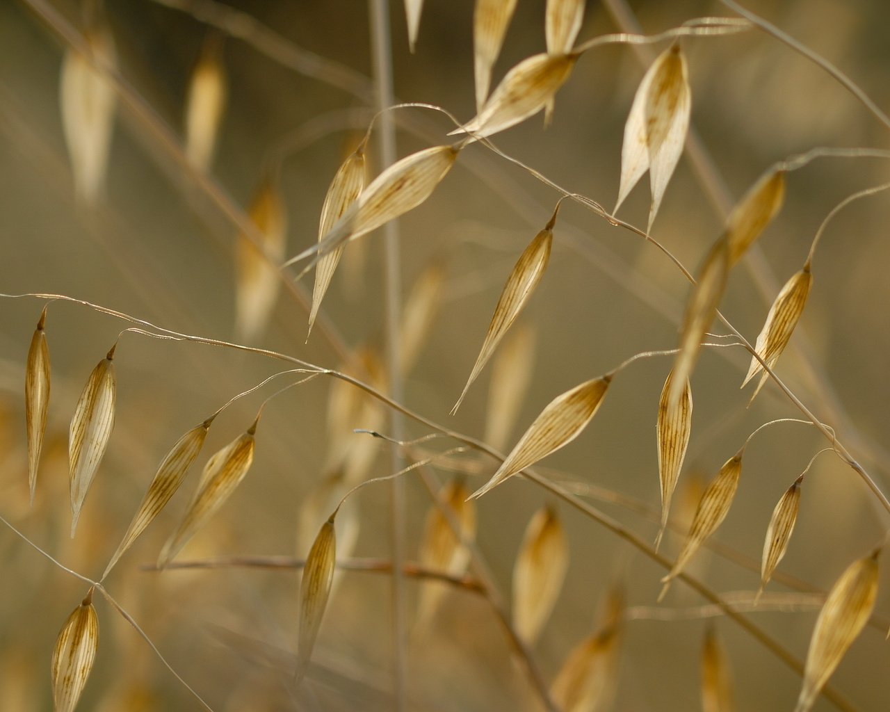 Обои трава, природа, макро, растение, сухая трава, grass, nature, macro, plant, dry grass разрешение 2560x1600 Загрузить