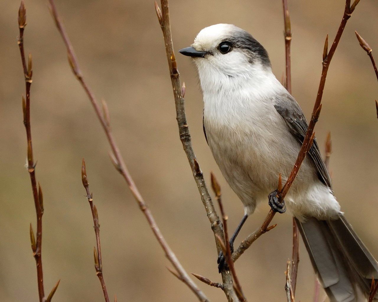 Обои ветка, птица, перья, серая, хвост, сойка, branch, bird, feathers, grey, tail, jay разрешение 1920x1080 Загрузить