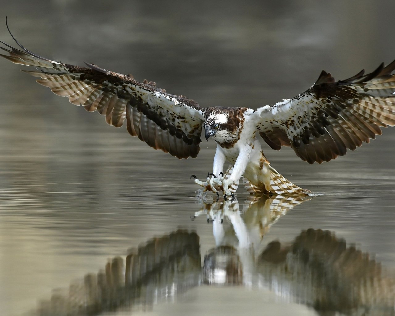 Обои вода, крылья, птица, перья, когти, охота, скопа, water, wings, bird, feathers, claws, hunting, osprey разрешение 2048x1365 Загрузить