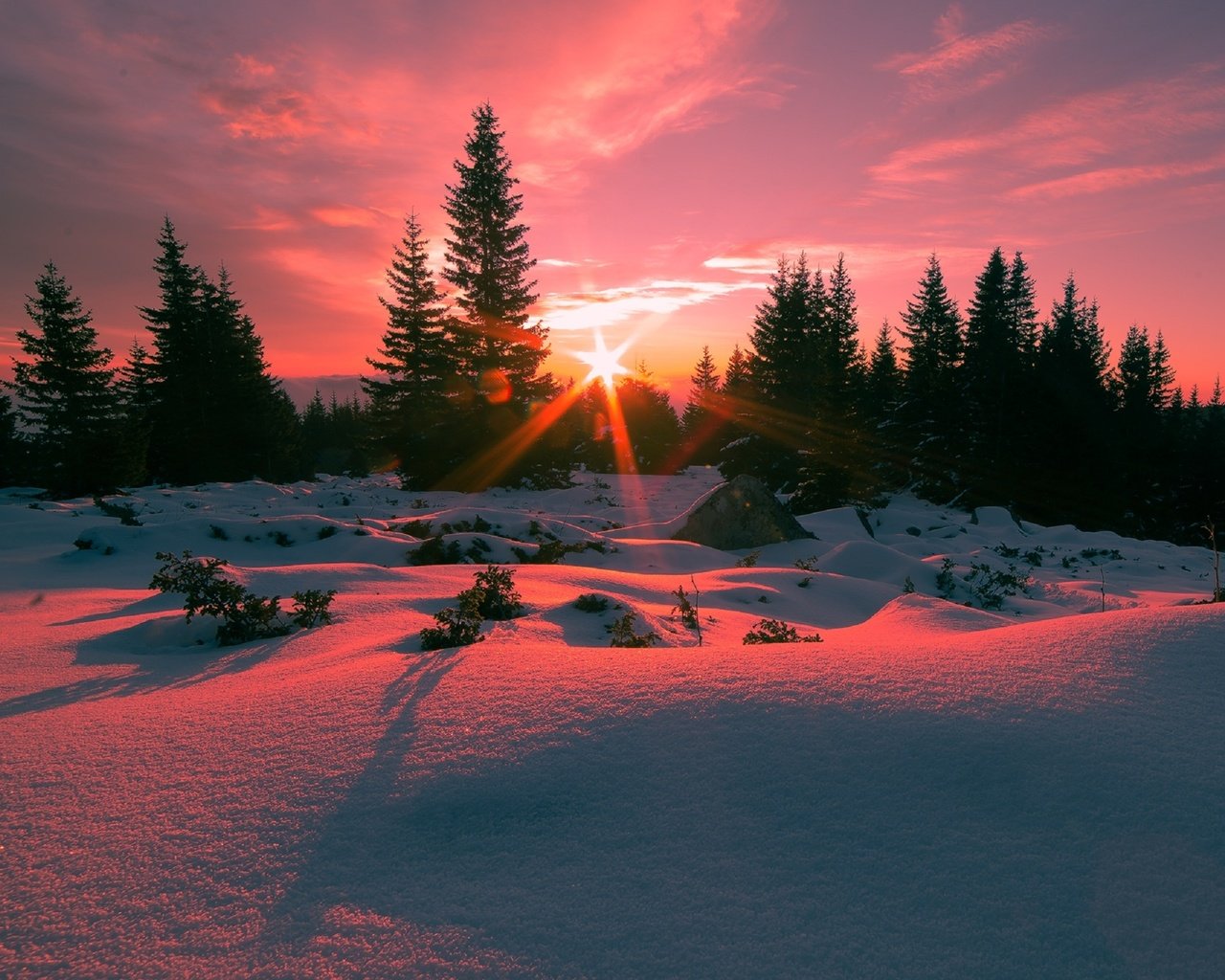 Обои деревья, снег, зима, ели, восход солнца, болгария, гора витоша, trees, snow, winter, ate, sunrise, bulgaria, vitosha mountain разрешение 2560x1688 Загрузить