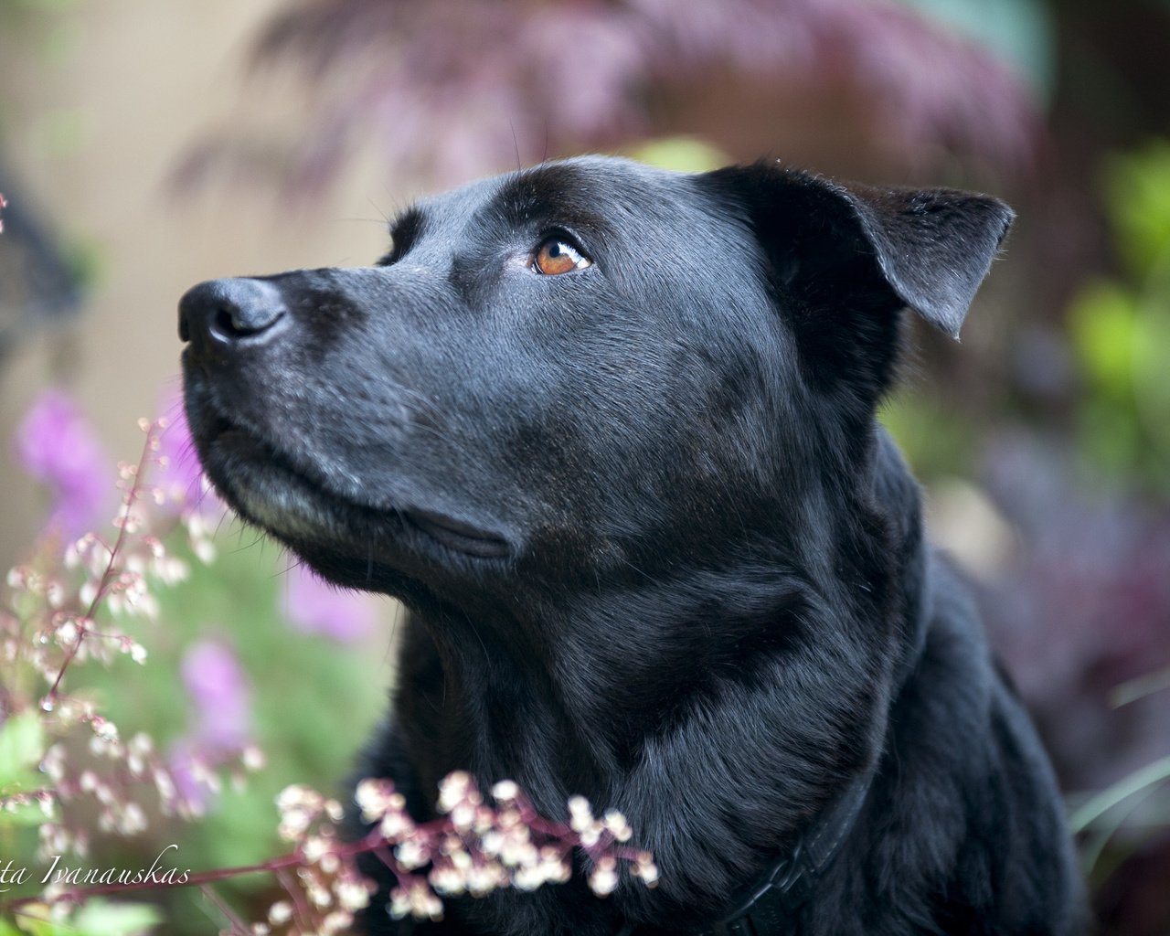 Обои взгляд, собака, друг, лабрадор, ретривер, лабрадор-ретривер, look, dog, each, labrador, retriever, labrador retriever разрешение 2000x1381 Загрузить