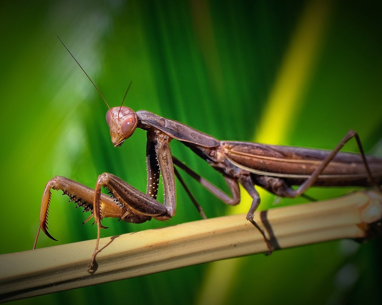 Обои зелень, макро, насекомое, бамбук, богомол, greens, macro, insect, bamboo, mantis разрешение 2560x1600 Загрузить