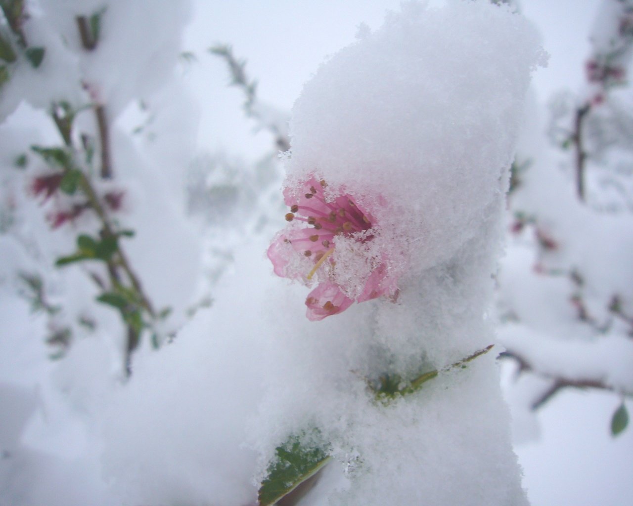 Обои цветы, снег, природа, цветение, фон, весна, flowers, snow, nature, flowering, background, spring разрешение 2816x2112 Загрузить