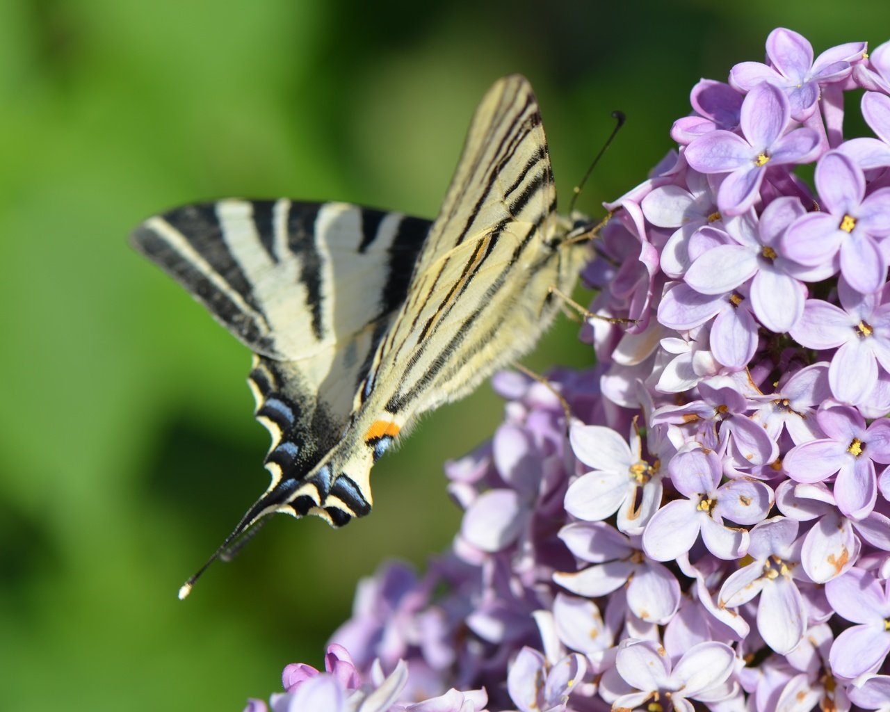 Обои цветение, насекомое, бабочка, весна, сирень, flowering, insect, butterfly, spring, lilac разрешение 4928x3264 Загрузить