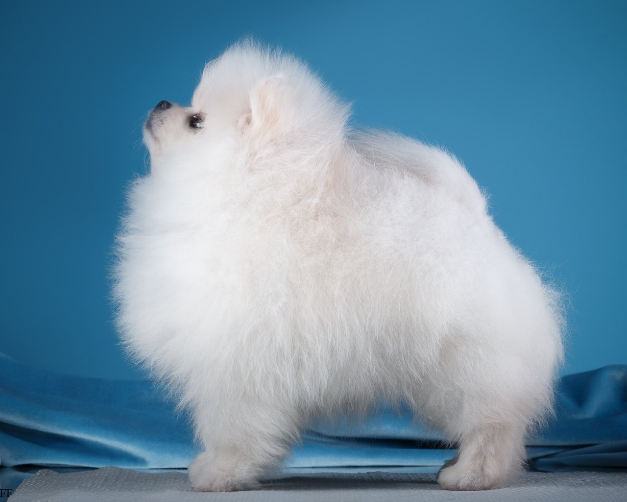 Обои белый, собака, профиль, шпиц, white, dog, profile, spitz разрешение 3000x1995 Загрузить
