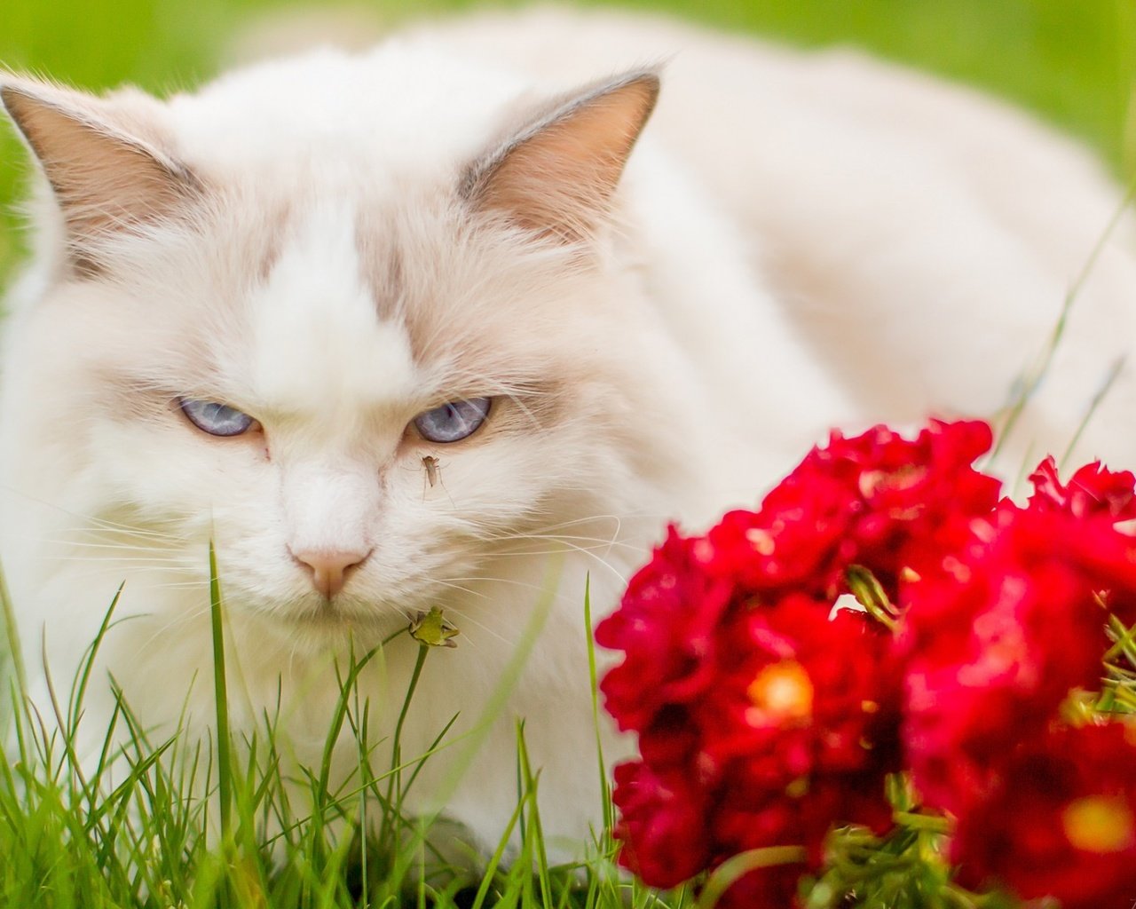 Обои глаза, цветы, мордочка, кошка, взгляд, eyes, flowers, muzzle, cat, look разрешение 1920x1200 Загрузить
