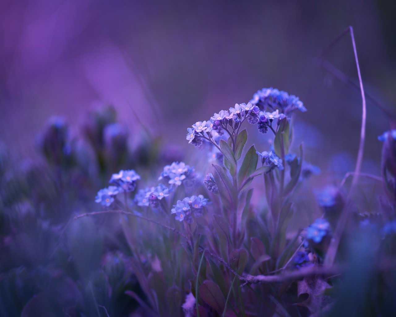 Обои цветы, природа, фон, незабудки, matthias stiefel, flowers, nature, background, forget-me-nots разрешение 2560x1606 Загрузить