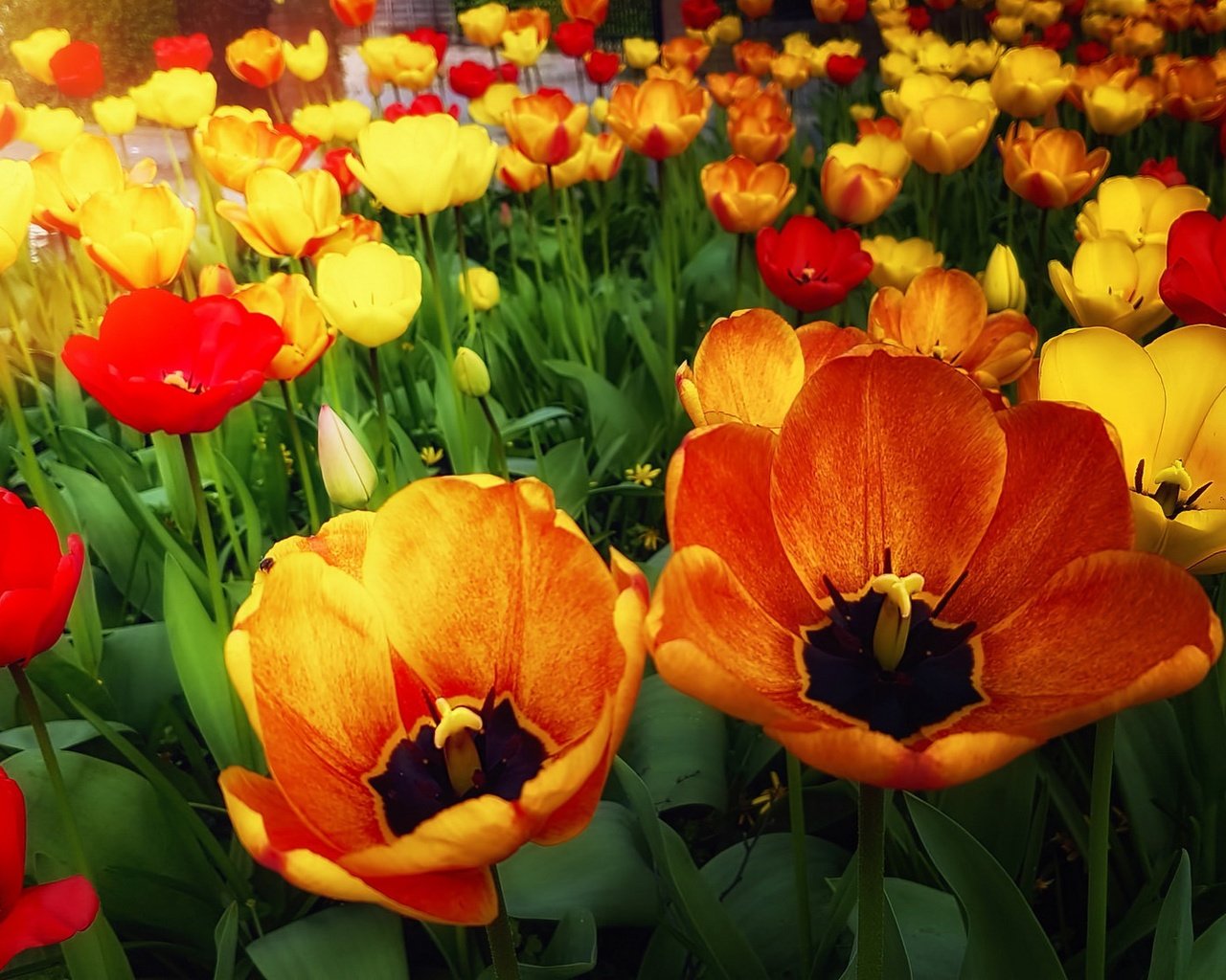 Обои цветы, природа, бутоны, лепестки, весна, тюльпаны, flowers, nature, buds, petals, spring, tulips разрешение 1920x1109 Загрузить
