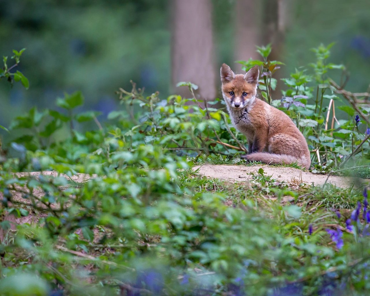 Обои цветы, трава, лиса, колокольчики, лисенок, flowers, grass, fox, bells разрешение 2048x1312 Загрузить