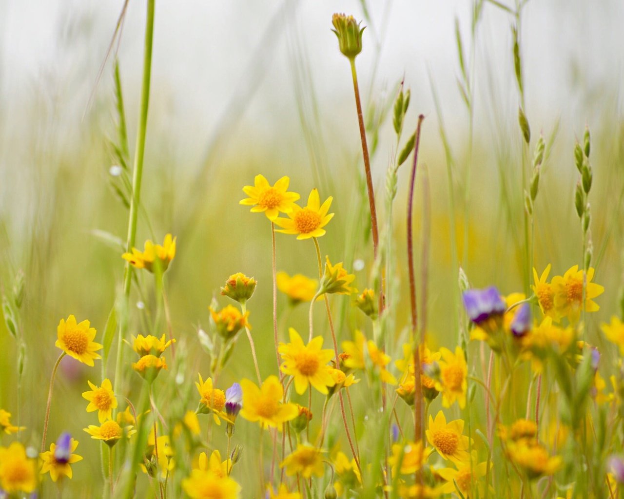 Обои цветы, трава, луг, полевые цветы, боке, flowers, grass, meadow, wildflowers, bokeh разрешение 2048x1362 Загрузить