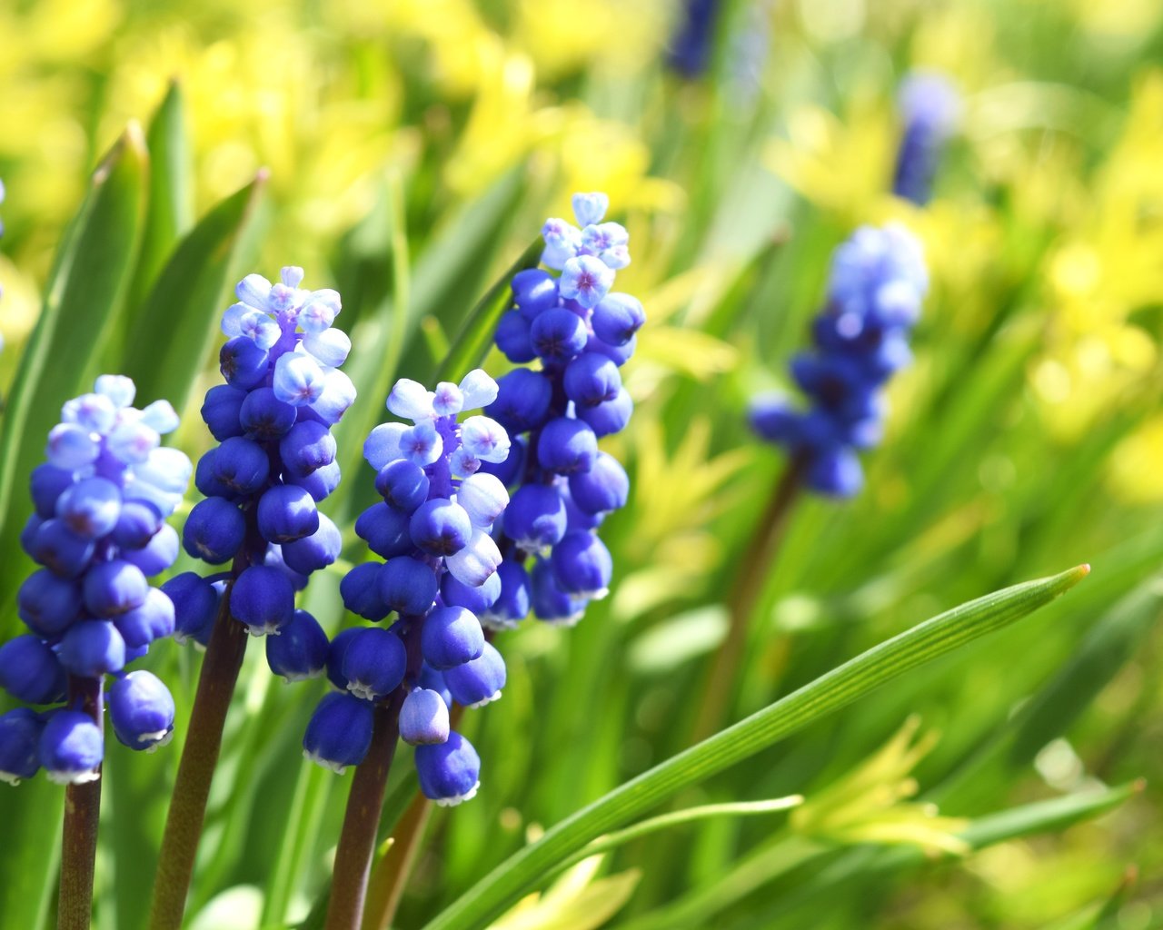 Обои цветы, макро, весна, мускари, виноградный гиацинт, flowers, macro, spring, muscari, grape hyacinth разрешение 6000x4000 Загрузить