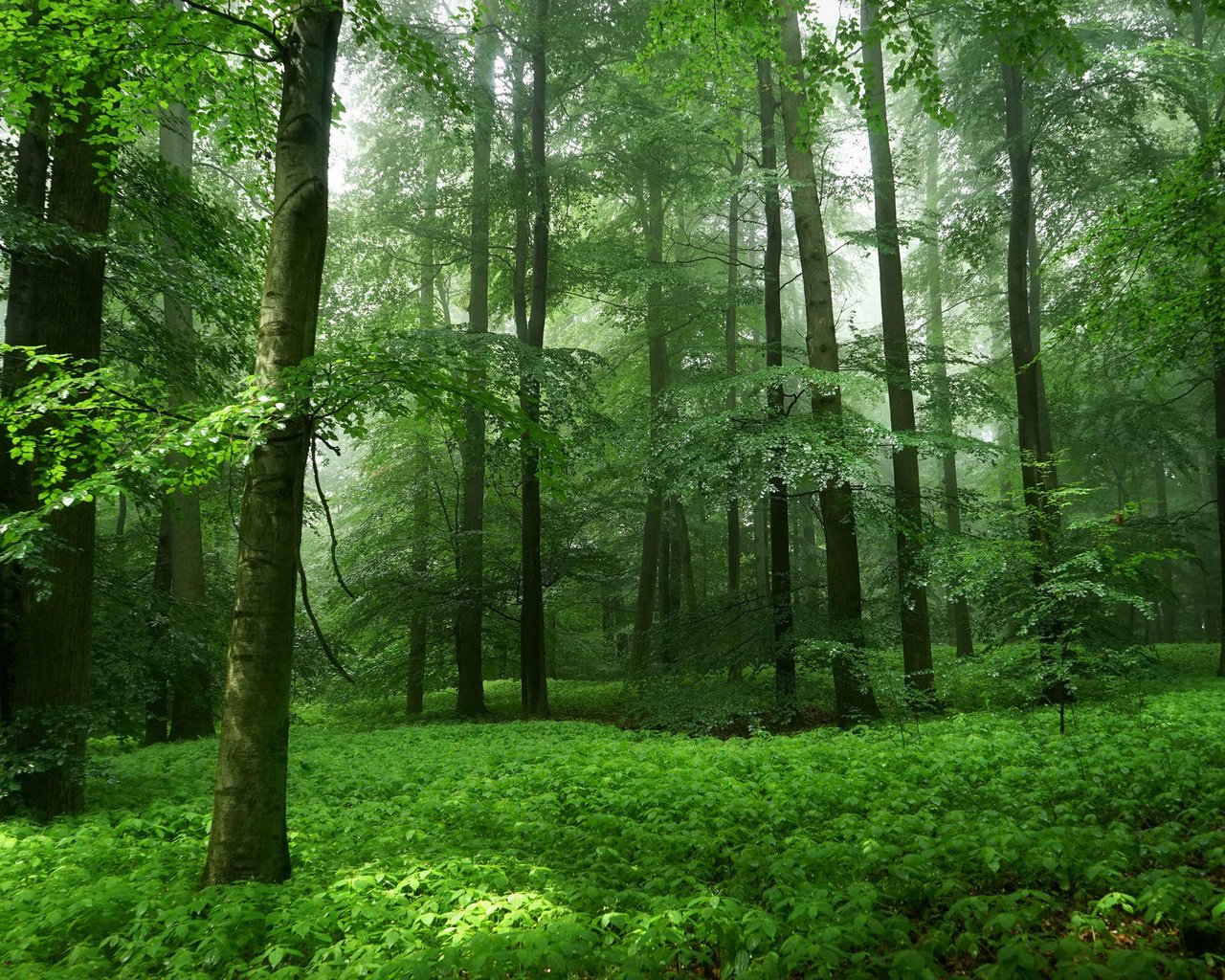 Обои деревья, природа, зелень, лес, листья, trees, nature, greens, forest, leaves разрешение 2048x1365 Загрузить
