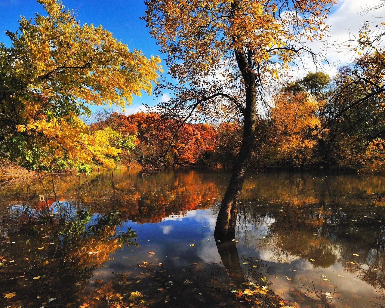 Обои деревья, вода, отражение, листва, осень, trees, water, reflection, foliage, autumn разрешение 1920x1280 Загрузить