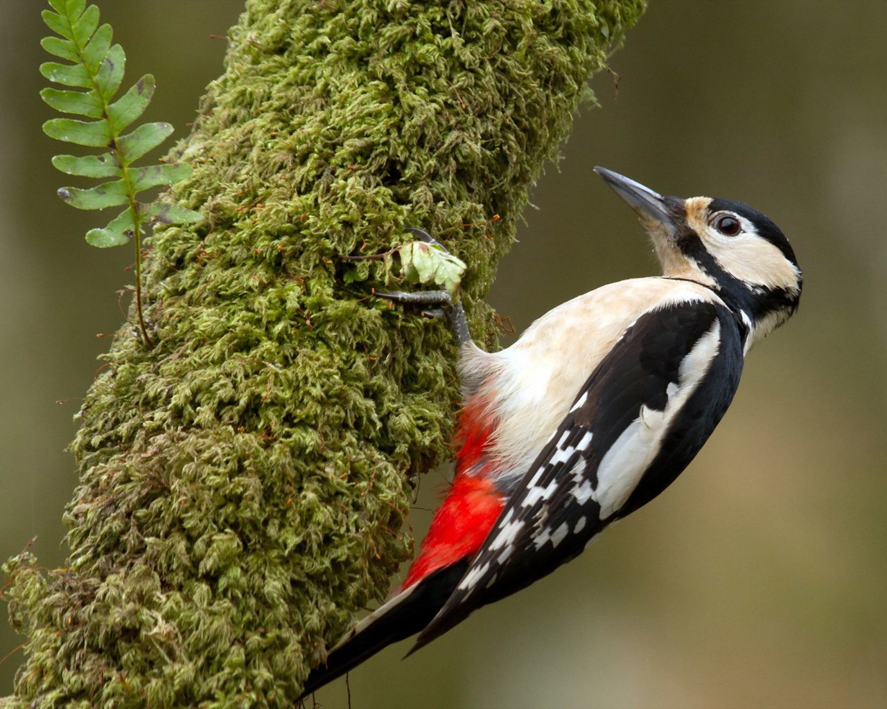 Обои дерево, птица, клюв, перья, дятел, tree, bird, beak, feathers, woodpecker разрешение 1920x1200 Загрузить